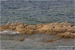 pointe-du-castelli-2